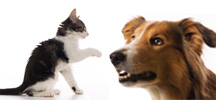 Gunnars hund ocj katt